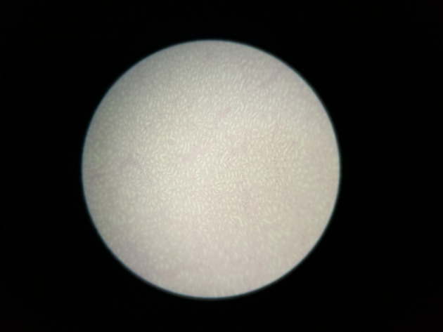 Simple Cuboidal Epithelium Slides - Simple Cuboidal Epithelium 01 100X